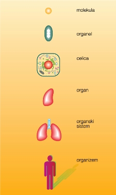 Nivoji organiziranosti človeškega organizma.