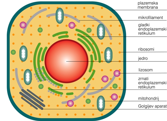 Zgradba celice